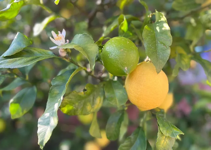 Casa Mirador Del Pas - Monabri Dom wakacyjny