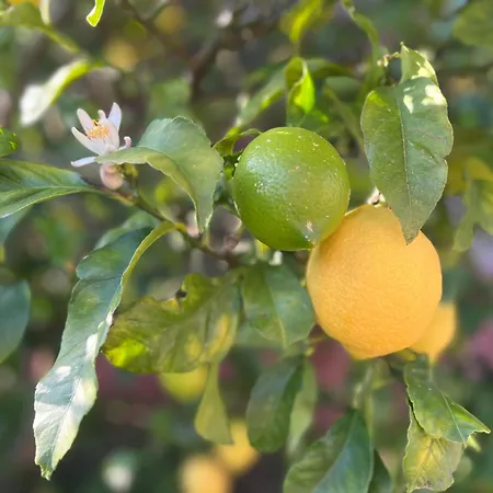 Casa Mirador Del Pas - Monabri Holiday home